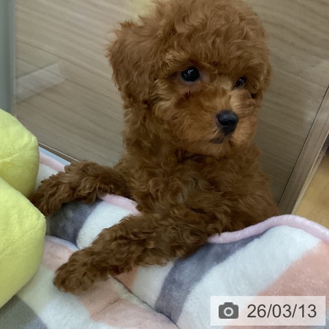 愛知県のトイプードル(トイ) (ペットプラス 三好店/2026年1月8日生まれ/男の子/レッドフォーン)の子犬の4枚目の画像