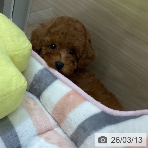 愛知県のトイプードル(トイ) (ペットプラス 三好店/2026年1月8日生まれ/男の子/レッドフォーン)の子犬の3枚目の画像