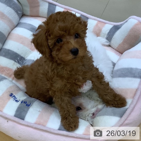 愛知県のトイプードル(トイ) (ペットプラス 三好店/2026年1月8日生まれ/男の子/レッドフォーン)の子犬の3枚目の画像