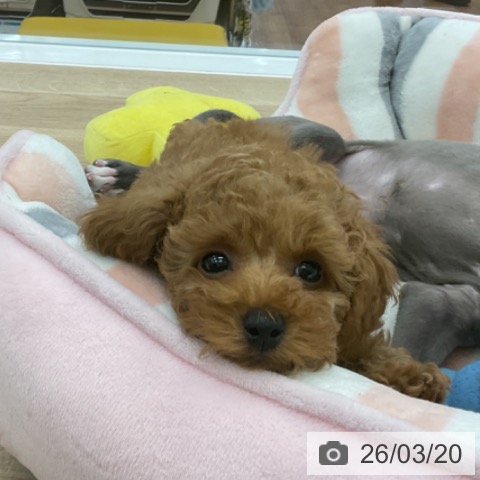 愛知県のトイプードル(トイ) (ペットプラス みなと店/2026年1月8日生まれ/男の子/レッドフォーン)の子犬の4枚目の画像