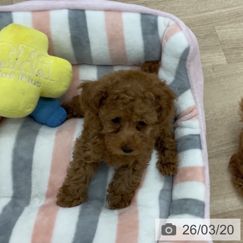 愛知県のトイプードル(トイ) (ペットプラス みなと店/2026年1月8日生まれ/男の子/レッドフォーン)の子犬の3枚目の画像