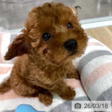 愛知県のトイプードル(トイ) (ペットプラス 則武新町店/2026年1月8日生まれ/男の子/レッドフォーン)の子犬の4枚目の画像