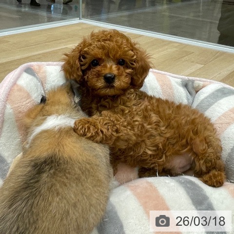 愛知県のトイプードル(トイ) (ペットプラス 則武新町店/2026年1月8日生まれ/男の子/レッドフォーン)の子犬の4枚目の画像