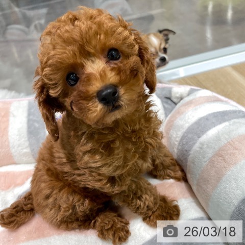 愛知県のトイプードル(トイ) (ペットプラス 則武新町店/2026年1月8日生まれ/男の子/レッドフォーン)の子犬の3枚目の画像