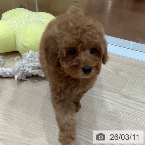 トイ・プードルの写真