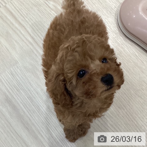 愛知県のトイプードル(トイ) (ペットプラス イオンモール長久手店/2026年1月8日生まれ/女の子/レッドフォーン)の子犬の4枚目の画像