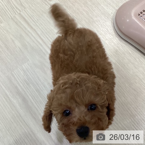 愛知県のトイプードル(トイ) (ペットプラス イオンモール長久手店/2026年1月8日生まれ/女の子/レッドフォーン)の子犬の3枚目の画像