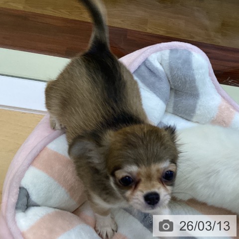 香川県のチワワ(ロング) (ペットプラス 綾川店/2026年1月9日生まれ/女の子/フォーン)の子犬の4枚目の画像