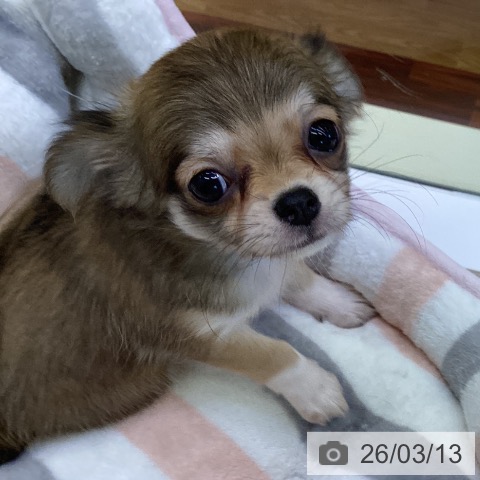 香川県のチワワ(ロング) (ペットプラス 綾川店/2026年1月9日生まれ/女の子/フォーン)の子犬の3枚目の画像