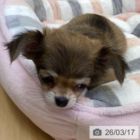 香川県のチワワ(ロング) (ペットプラス 綾川店/2026年1月9日生まれ/女の子/フォーン)の子犬の4枚目の画像