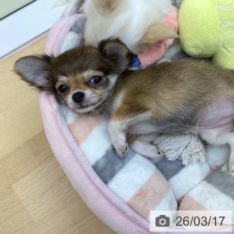 香川県のチワワ(ロング) (ペットプラス 綾川店/2026年1月9日生まれ/女の子/フォーン)の子犬の3枚目の画像