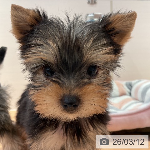 ヨークシャー・テリアの写真