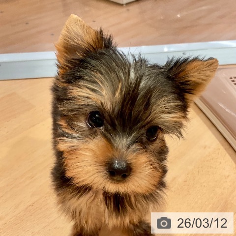 ヨークシャー・テリアの写真