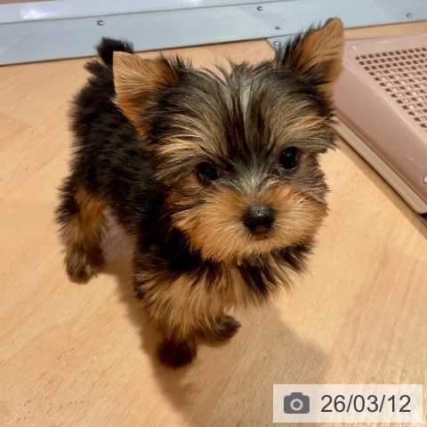 ヨークシャー・テリアの写真