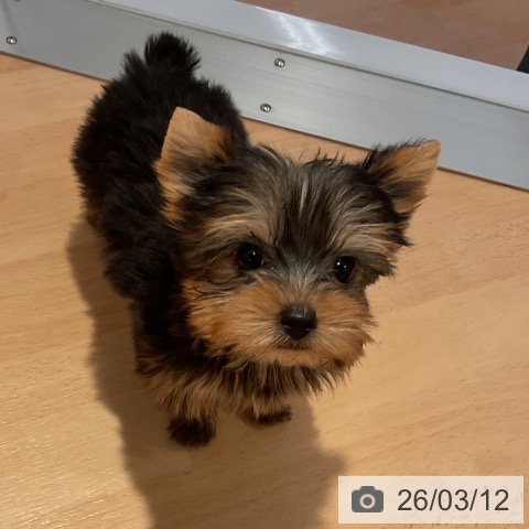 ヨークシャー・テリアの写真