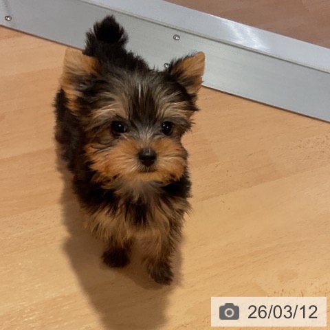 ヨークシャー・テリアの写真