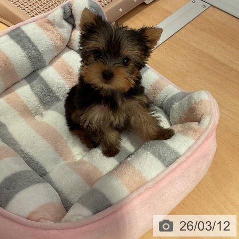 ヨークシャー・テリアの写真