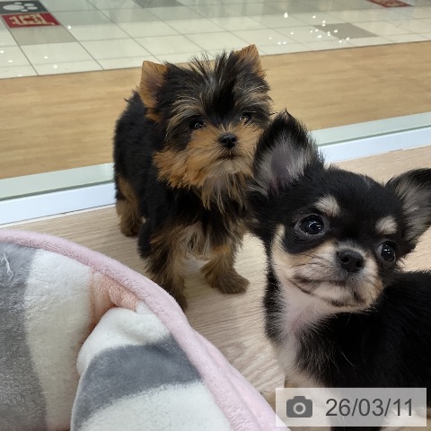 ヨークシャー・テリアの写真