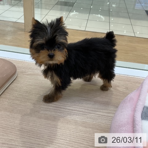 ヨークシャー・テリアの写真