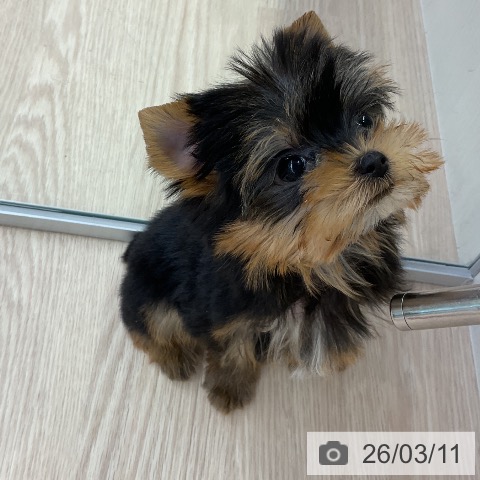 ヨークシャー・テリアの写真