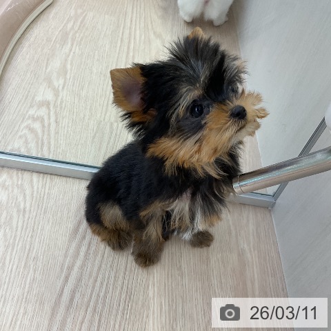 ヨークシャー・テリアの写真