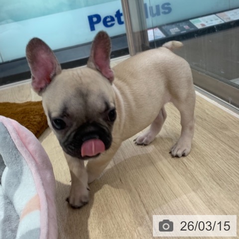 東京都のフレンチブルドッグ (ペットプラス アクアシティお台場店/2025年12月26日生まれ/男の子/フォーン)の子犬の4枚目の画像