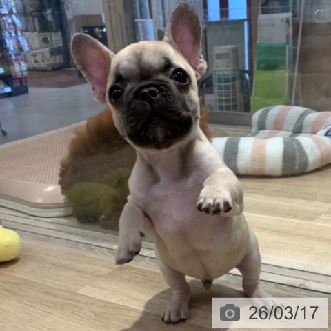 フレンチ・ブルドッグの写真