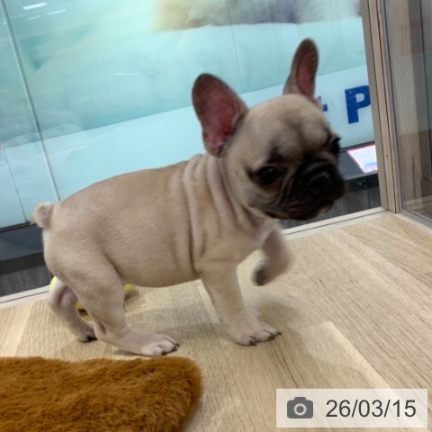 東京都のフレンチブルドッグ (ペットプラス アクアシティお台場店/2025年12月26日生まれ/男の子/フォーン)の子犬の3枚目の画像