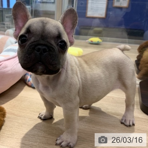 東京都のフレンチブルドッグ (ペットプラス アクアシティお台場店/2025年12月26日生まれ/男の子/フォーン)の子犬の4枚目の画像