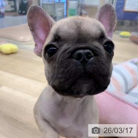 東京都のフレンチブルドッグ (ペットプラス アクアシティお台場店/2025年12月26日生まれ/男の子/フォーン)の子犬の3枚目の画像