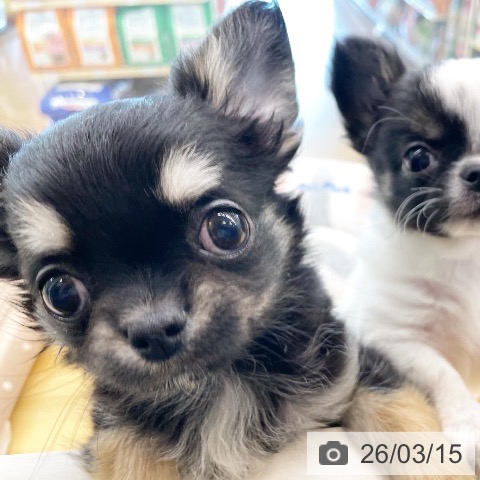 香川県のチワワ(ロング) (ペットプラス 高松店/2026年1月7日生まれ/男の子/ブラッククリームタン)の子犬の3枚目の画像