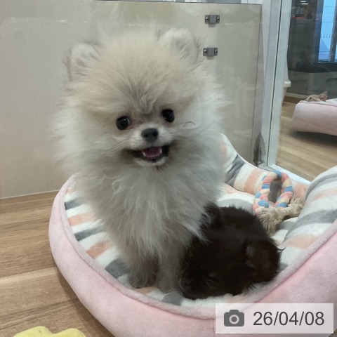 愛知県のポメラニアン (ペットプラス 東浦店/2026年1月5日生まれ/男の子/ウルフセーブル)の子犬の4枚目の画像