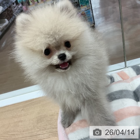 愛知県のポメラニアン (ペットプラス 東浦店/2026年1月5日生まれ/男の子/ウルフセーブル)の子犬の3枚目の画像
