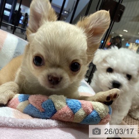 徳島県のチワワ(ロング) (ペットプラス 徳島店/2025年12月26日生まれ/男の子/チョコレートフォーン)の子犬の3枚目の画像