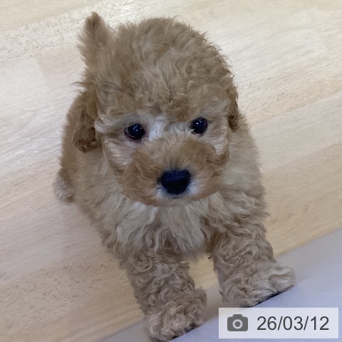 トイ・プードルの写真