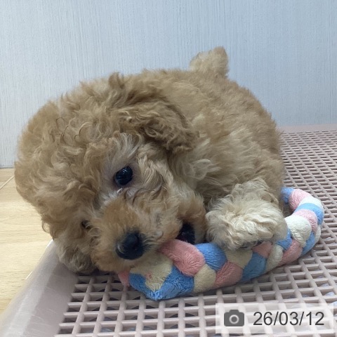 トイ・プードルの写真