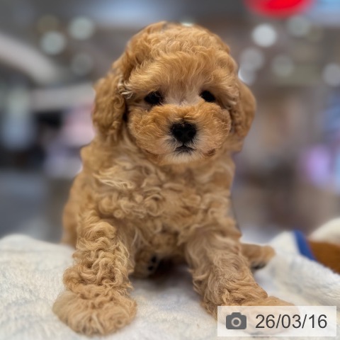 愛知県のトイプードル(トイ) (ペットプラス 岡崎店/2026年1月8日生まれ/男の子/アプリコット)の子犬の3枚目の画像