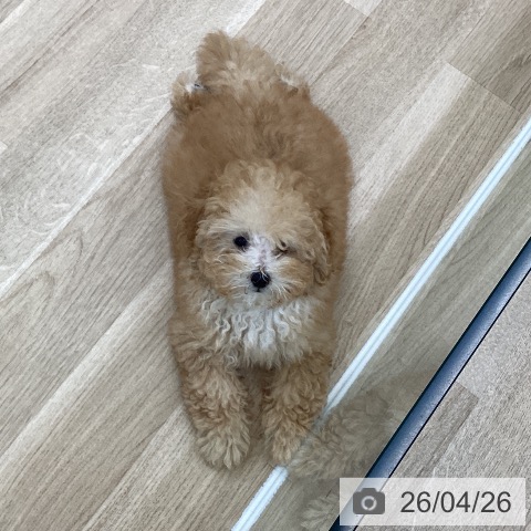 愛知県のトイプードル(トイ) (ペットプラス 豊橋牧野店/2026年1月8日生まれ/男の子/アプリコット)の子犬の4枚目の画像