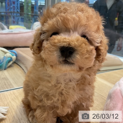 トイ・プードルの写真