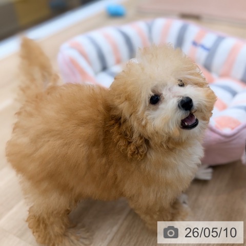 愛知県のトイプードル(トイ) (ペットプラス 豊橋牧野店/2026年1月8日生まれ/男の子/アプリコット)の子犬の4枚目の画像