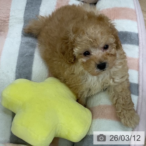 トイ・プードルの写真