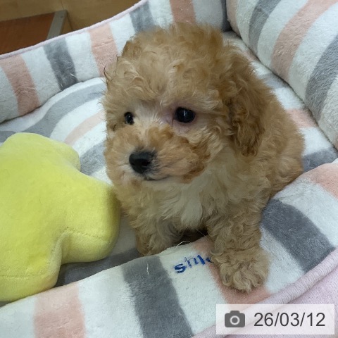 トイ・プードルの写真