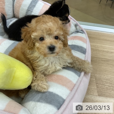 愛知県のトイプードル(トイ) (ペットプラス mozoワンダーシティ店/2026年1月8日生まれ/男の子/アプリコット)の子犬の3枚目の画像