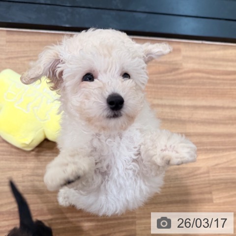 岡山県のトイプードル(トイ) (ペッツワン 岡山南店/2026年1月9日生まれ/男の子/クリーム)の子犬の4枚目の画像