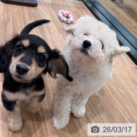 岡山県のトイプードル(トイ) (ペッツワン 岡山南店/2026年1月9日生まれ/男の子/クリーム)の子犬の3枚目の画像