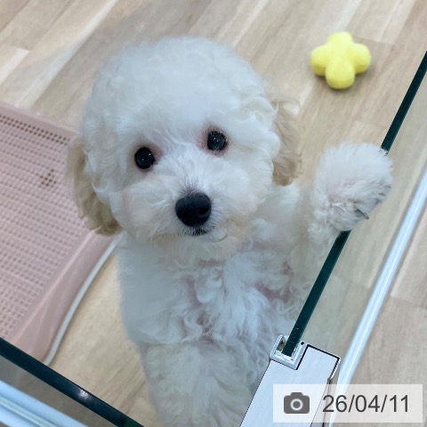 愛媛県のトイプードル(トイ) (ペットプラス 新居浜店/2026年1月9日生まれ/男の子/クリーム)の子犬の3枚目の画像