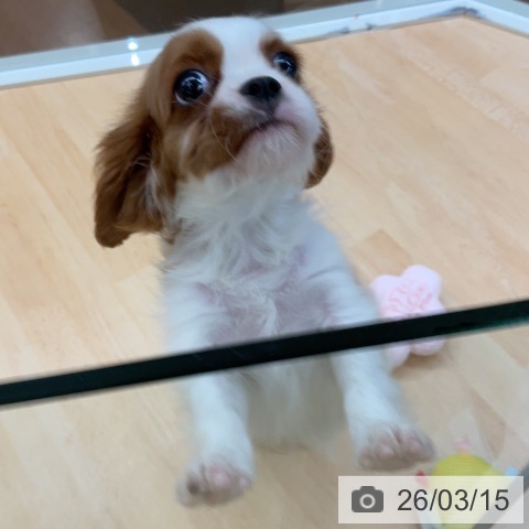 埼玉県のキャバリアキングチャールズスパニエル (ペットプラス 浦和美園店/2026年1月7日生まれ/女の子/ブレンハイム)の子犬の4枚目の画像