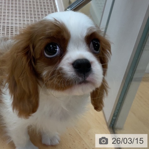 埼玉県のキャバリアキングチャールズスパニエル (ペットプラス 浦和美園店/2026年1月7日生まれ/女の子/ブレンハイム)の子犬の3枚目の画像