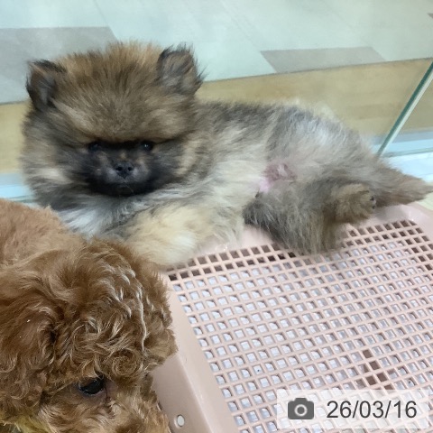 埼玉県のポメラニアン (ペットプラス ららぽーと新三郷店/2026年1月10日生まれ/男の子/オレンジセーブル)の子犬の3枚目の画像