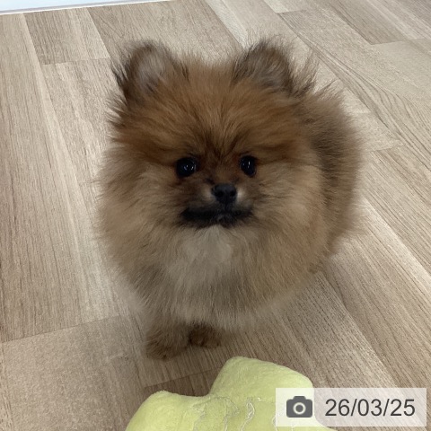 ポメラニアンの写真
